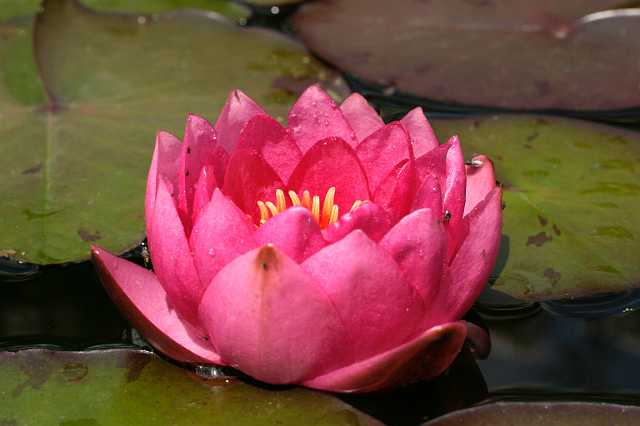 FH_VP_0064(James Brydon).JPG - Nymphaea "James Brydon"